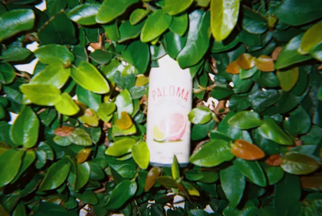 Paloma in the hedge